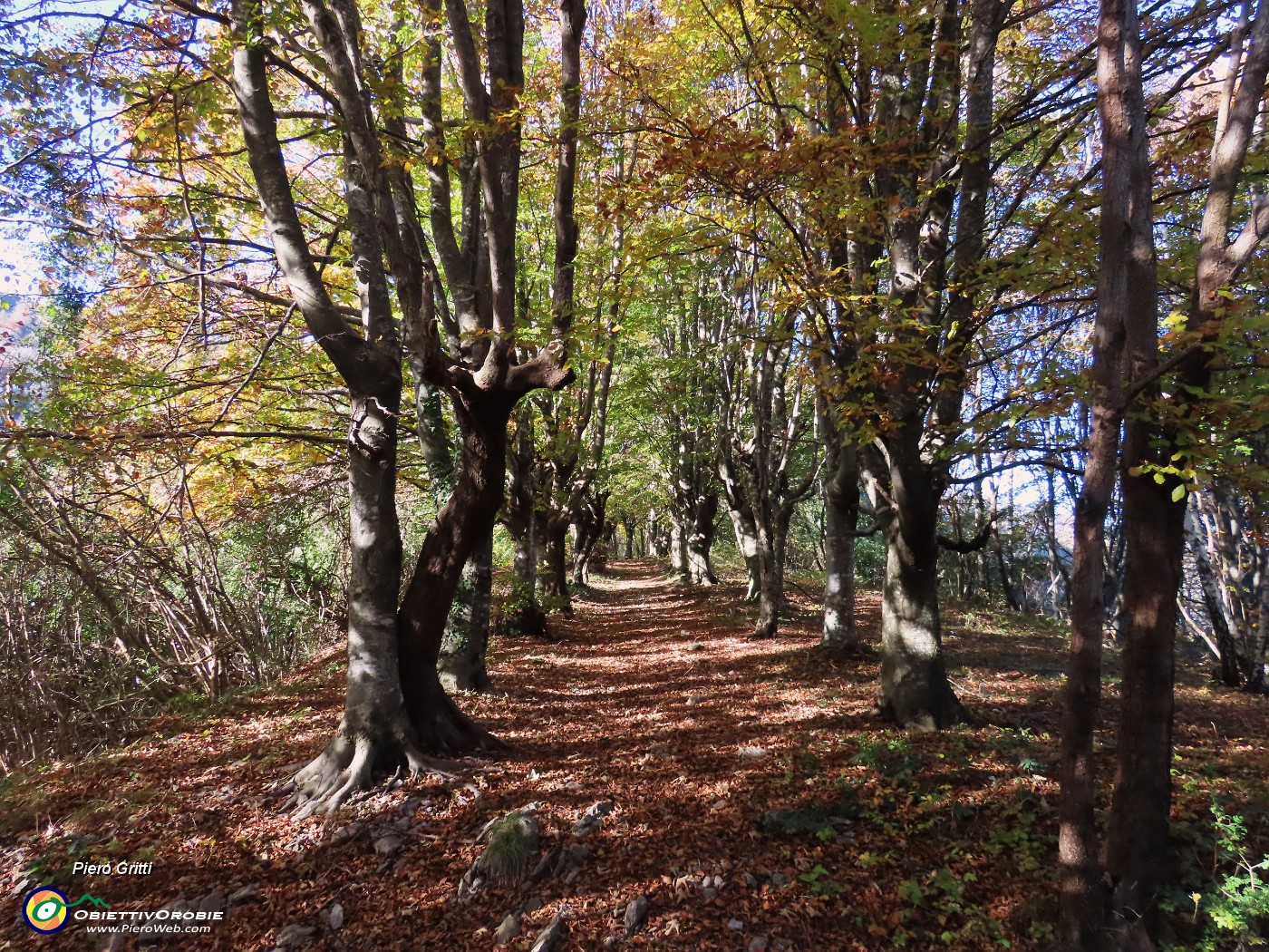 24 Un viale di faggi sagomati verso 'Ol rocol di Spadi'.JPG